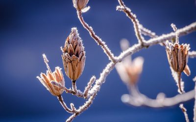 First Frost and Some Snow This Weekend