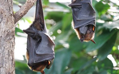 Bat Migrations Changing… And Not For The Better