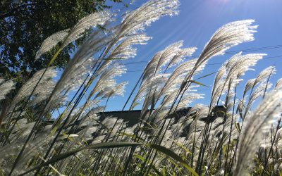 HealthCast: Phenology at its Finest