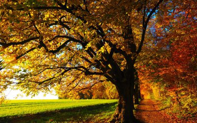 8 October Fall Foliage Views You Don’t Want to Miss