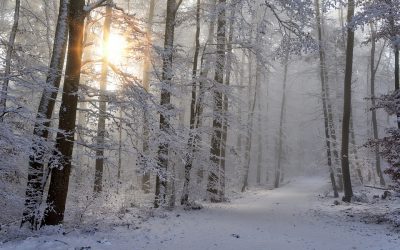 Colder La Nina Winter? ECMWF Disagrees – Hurricane “Delta” Threatens Gulf Coast