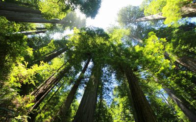 Fires Still Burning In Sequoia National Park – National Weather Outlook For May 7, 2021